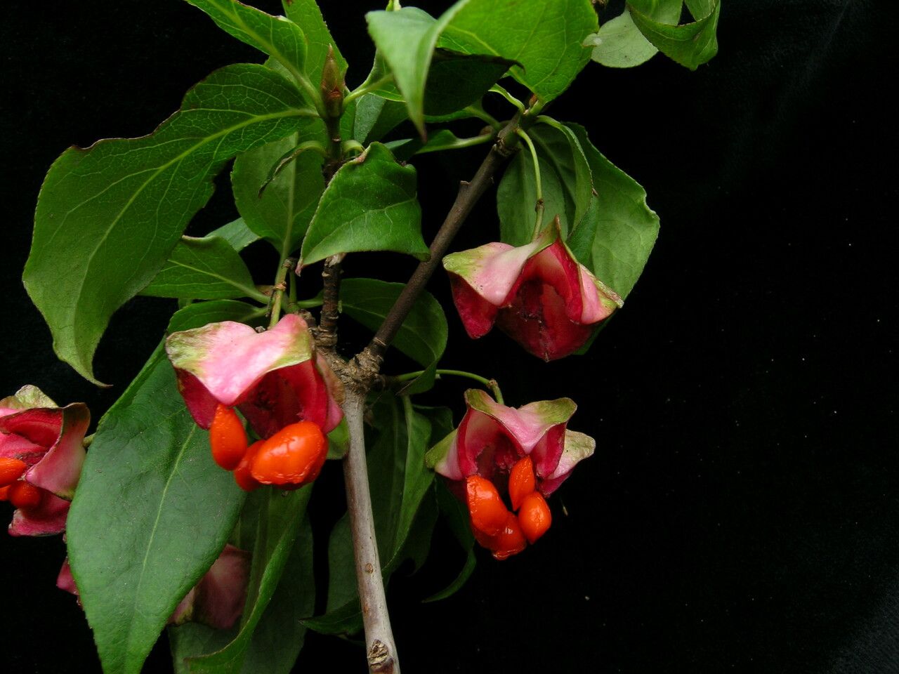 Euonymus frigidus flower