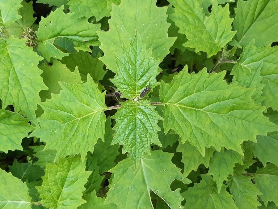 Ajuga incisia — search result for 'Ajuga'