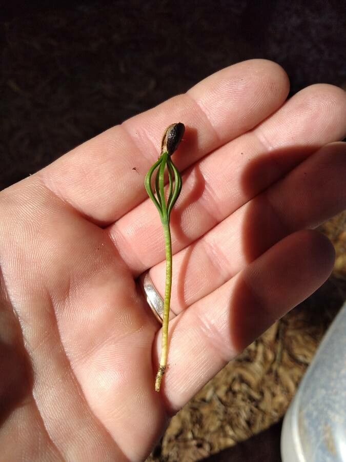 Pterostylis recurva — search result for 'Orchidaceae'