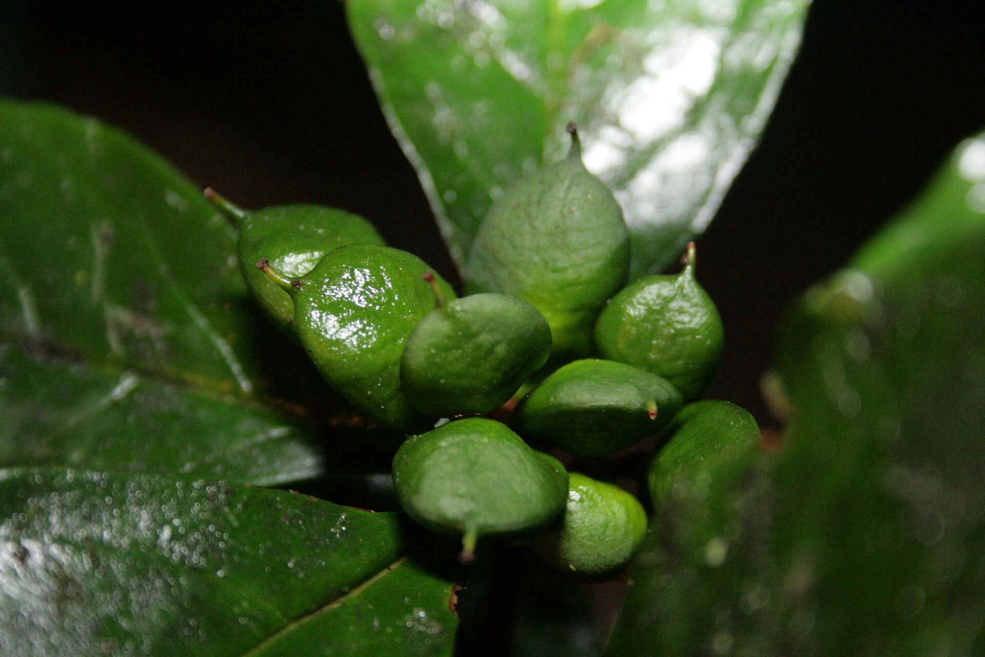 Pittosporum sinuatum fruit