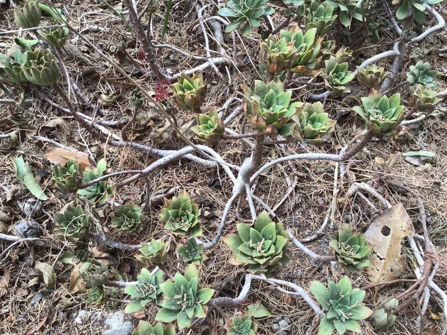 Aeonium burchardii habit