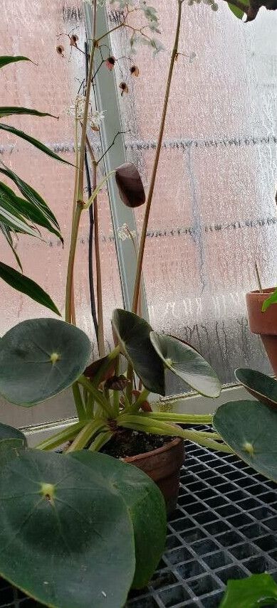 Begonia santos-limae habit