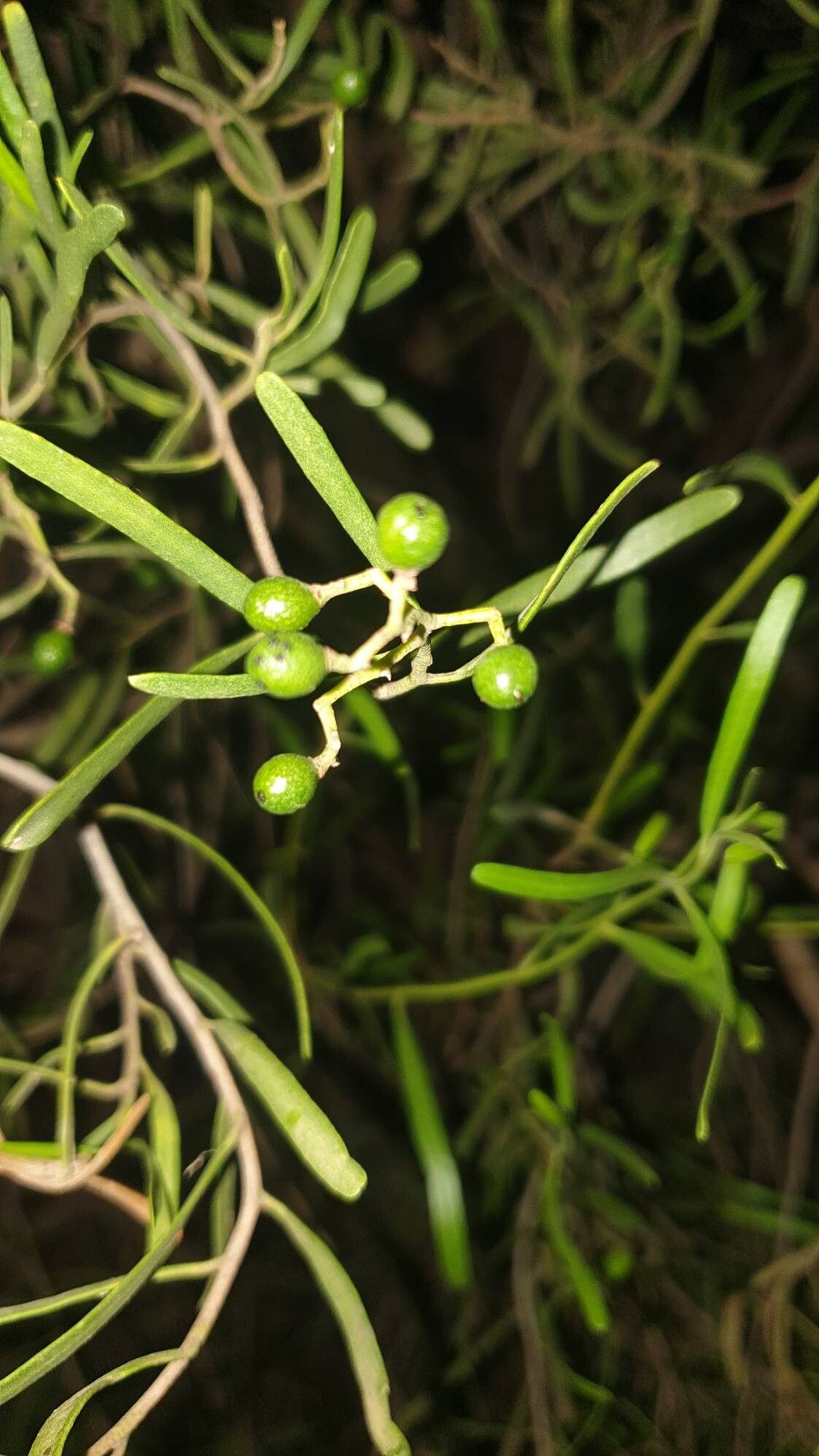 Geijera linearifolia fruit