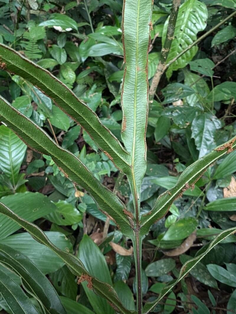 Pteris commutata leaf