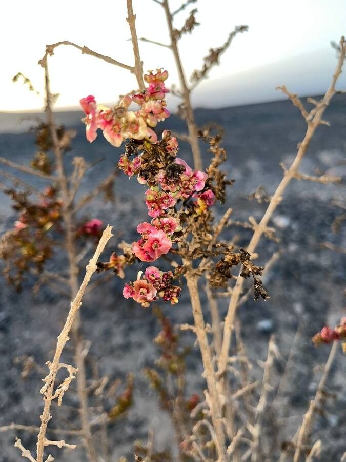 Salsola divaricata flower