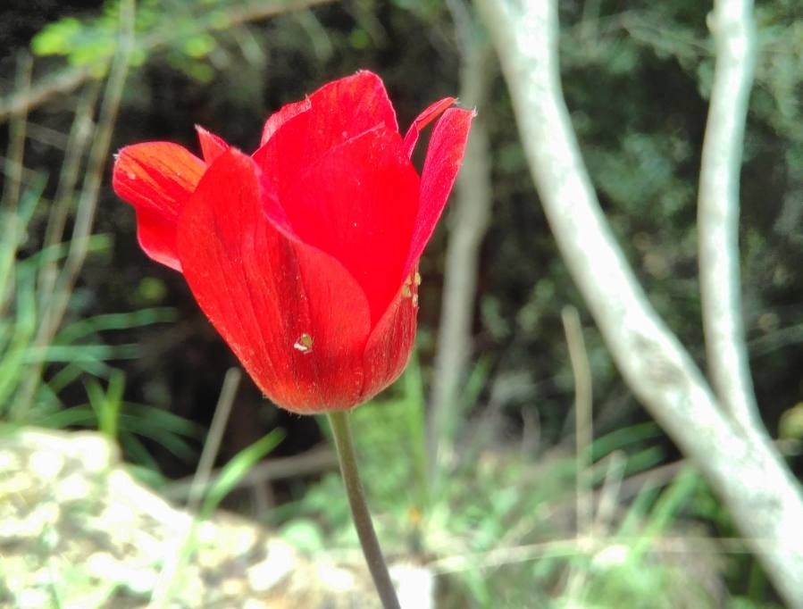 Tulipa hageri flower