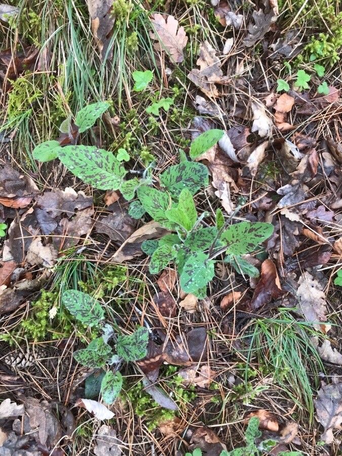 Hieracium maculatum leaf