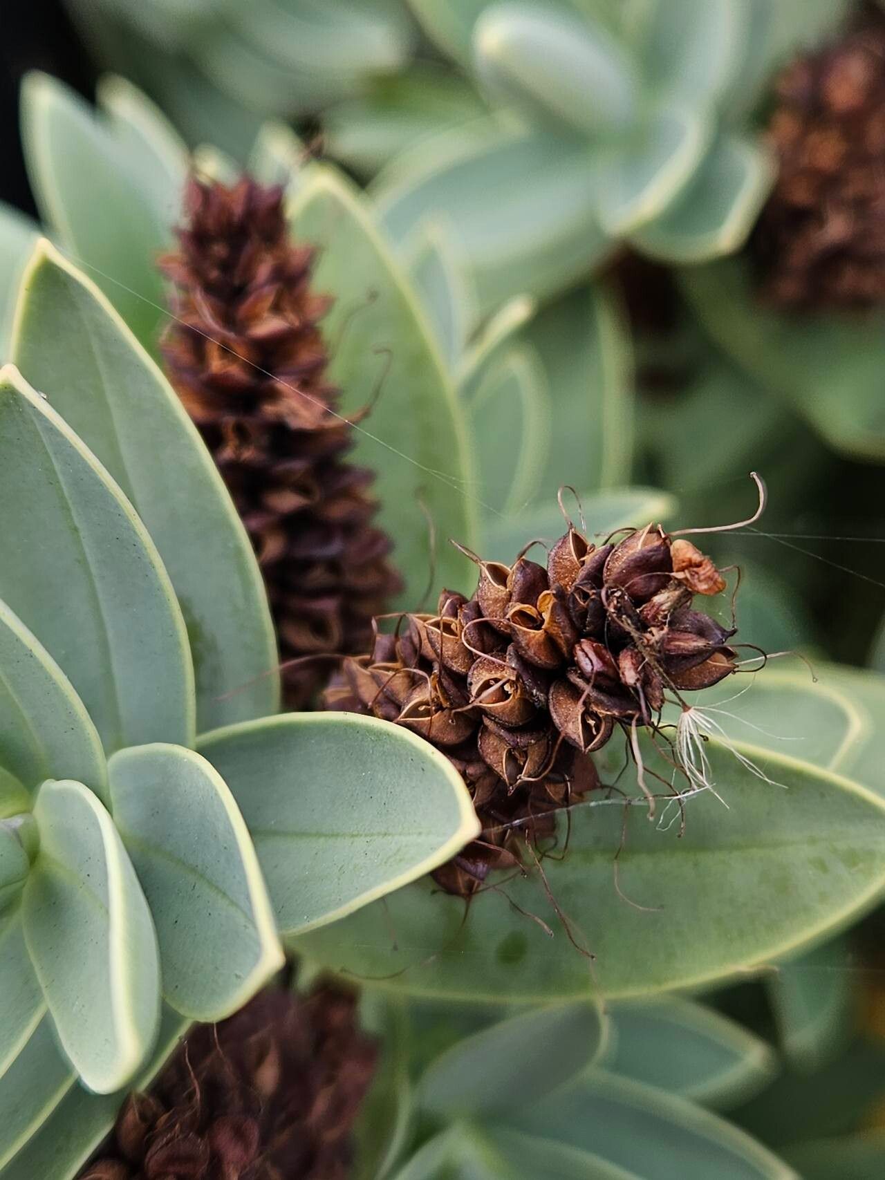 Veronica brachysiphon fruit