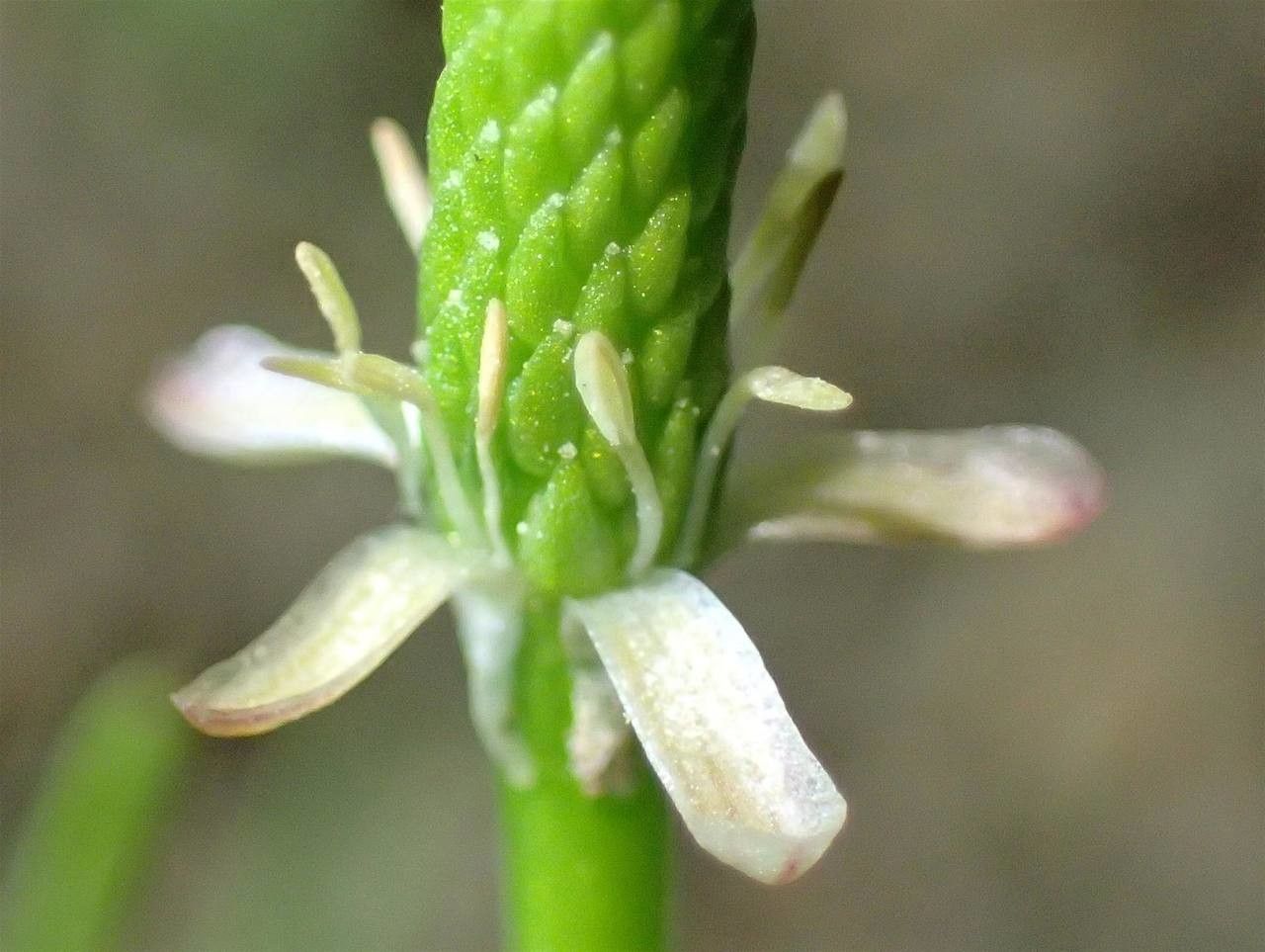 Ranunculus minimus fruit