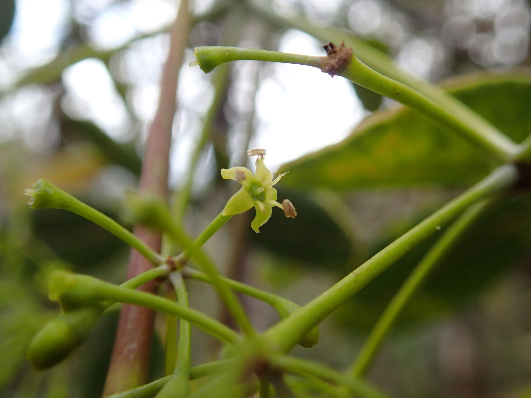 Plerandra elongata fruit