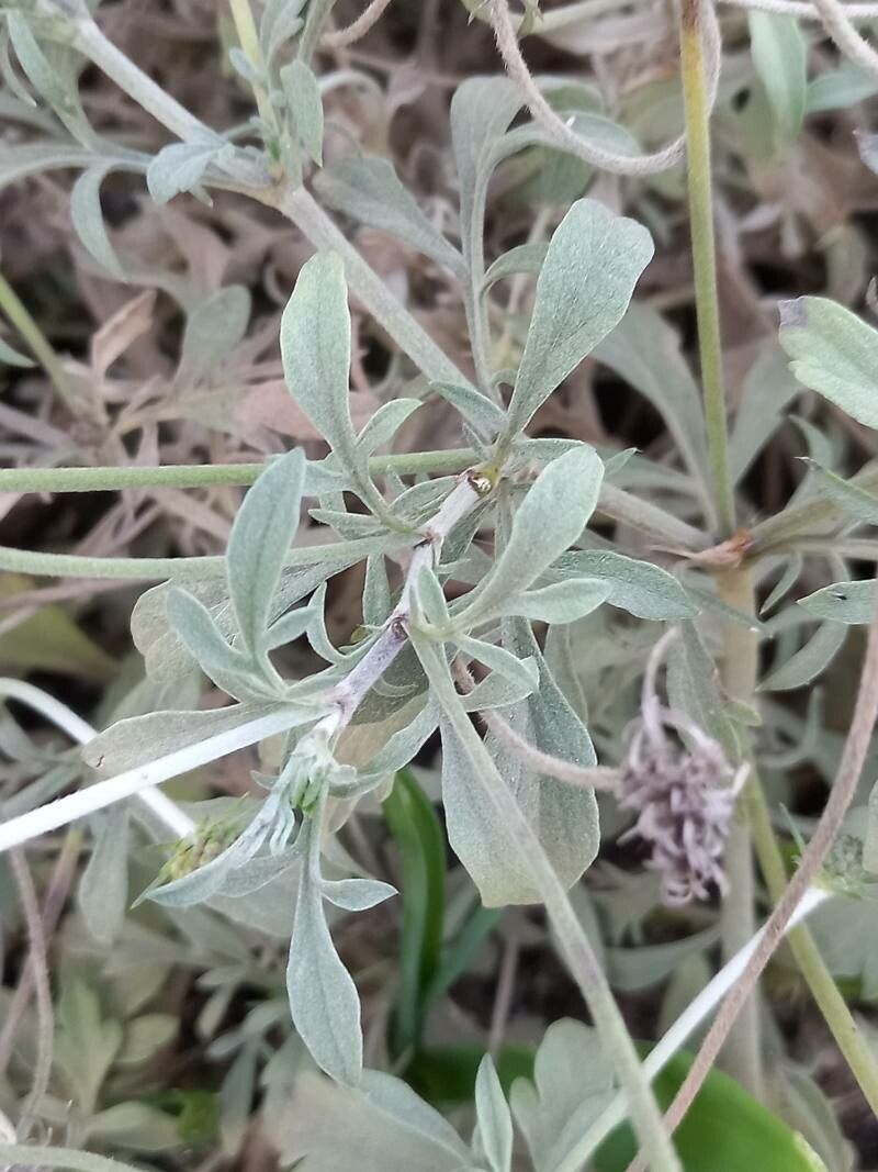 Scabiosa holosericea — houseplant care guide