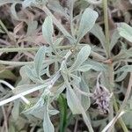 Scabiosa holosericea