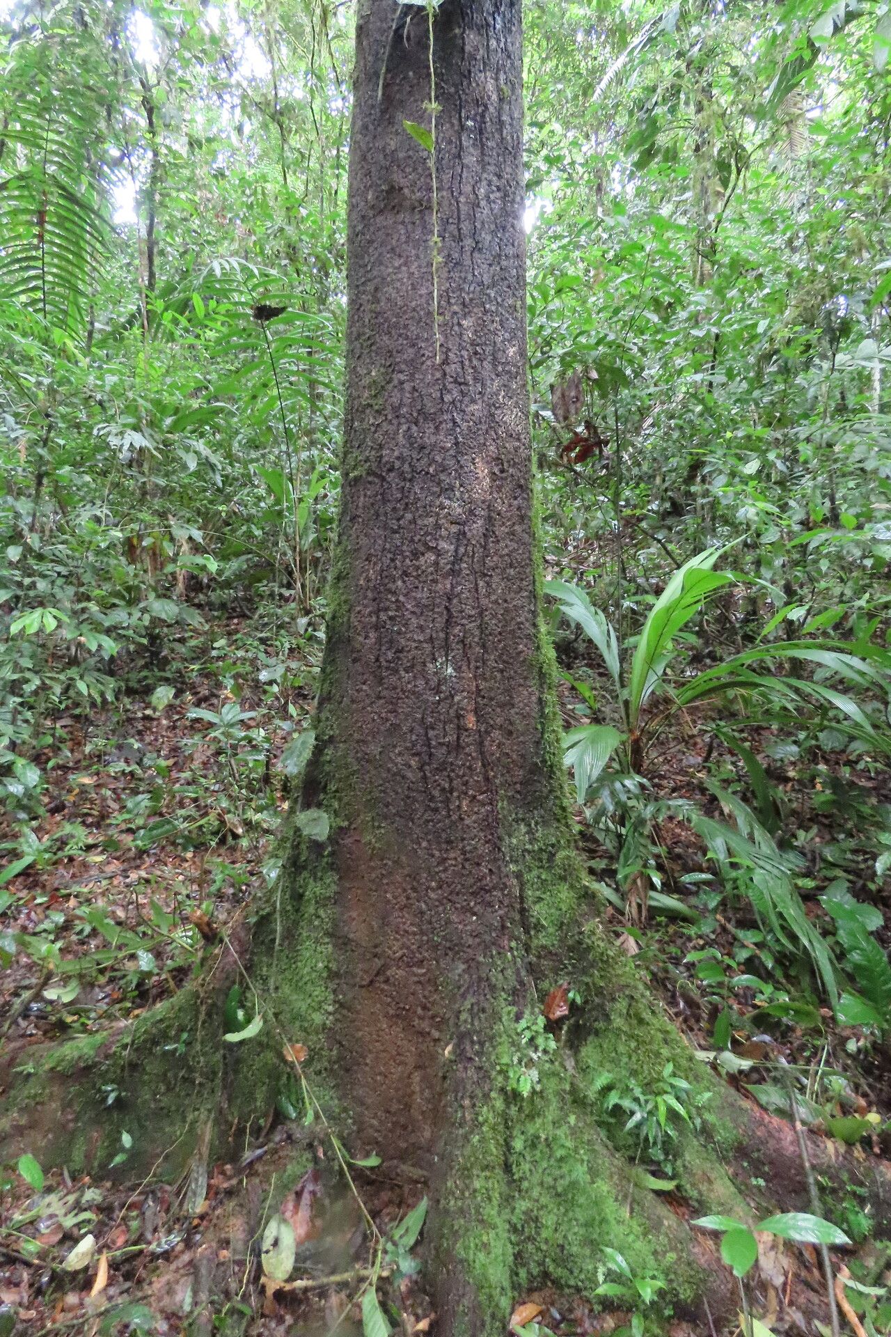 Sacoglottis trichogyna habit