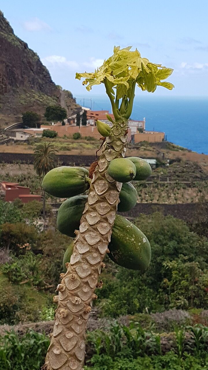 Vasconcellea pubescens fruit