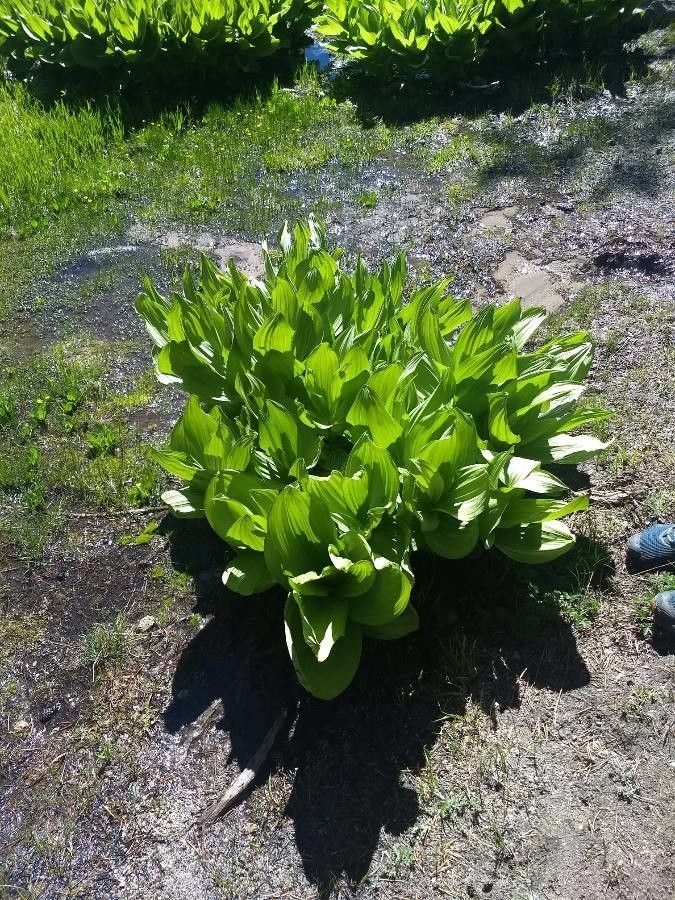 Veratrum californicum leaf