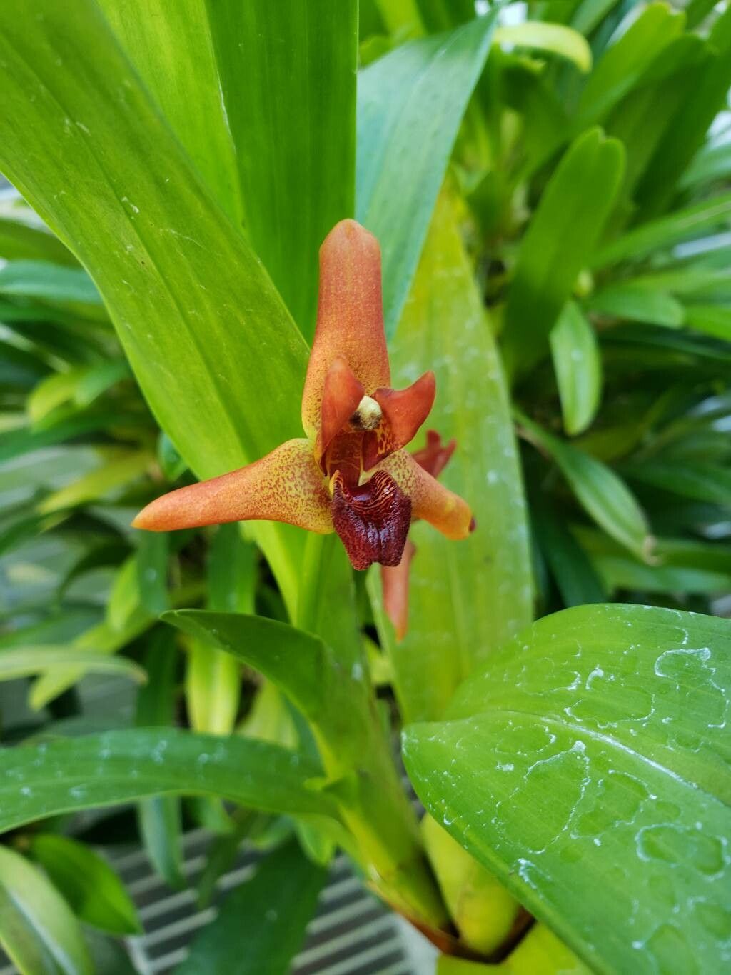 Maxillaria elatior flower