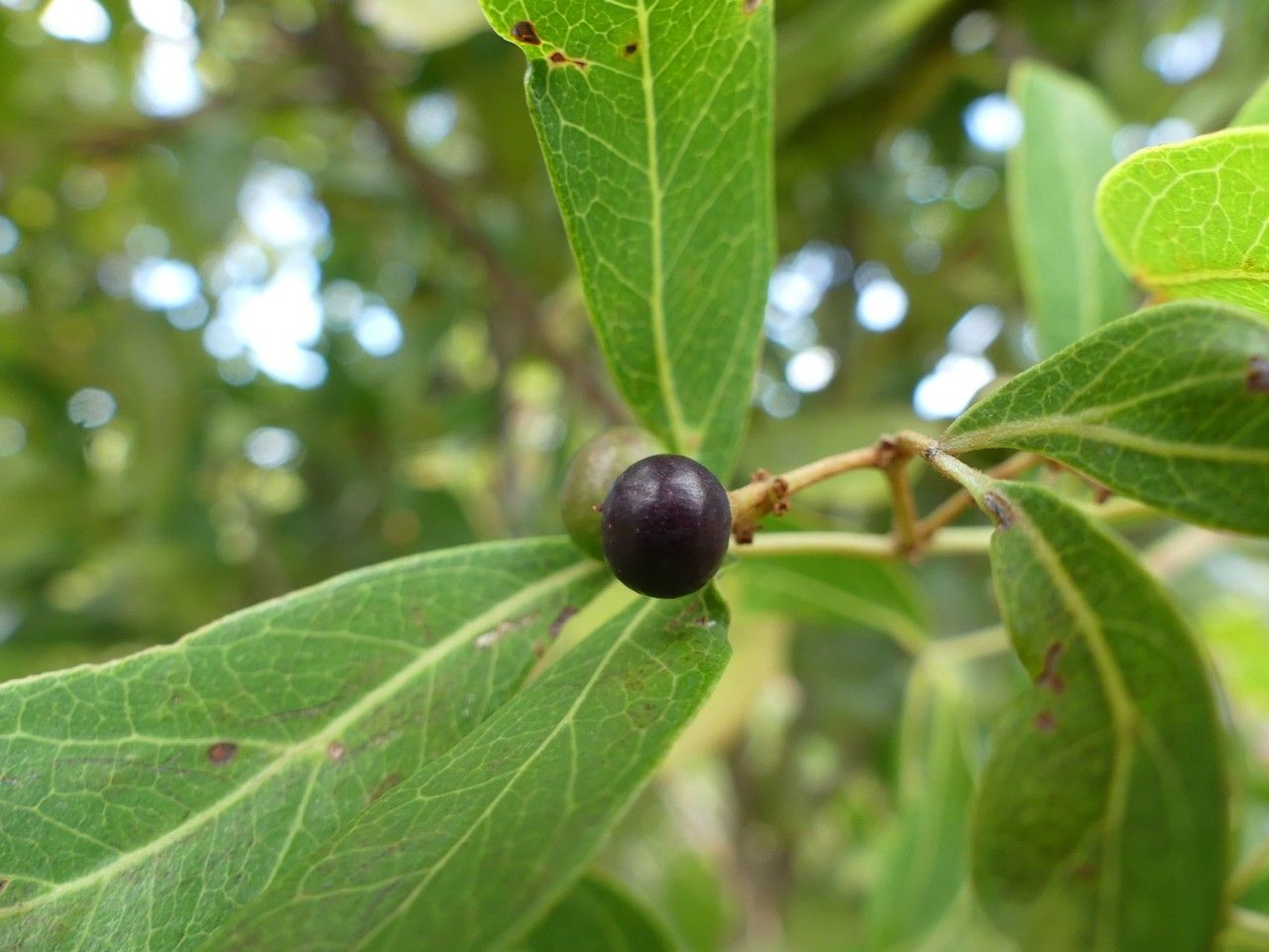 Rhoicissus revoilii fruit