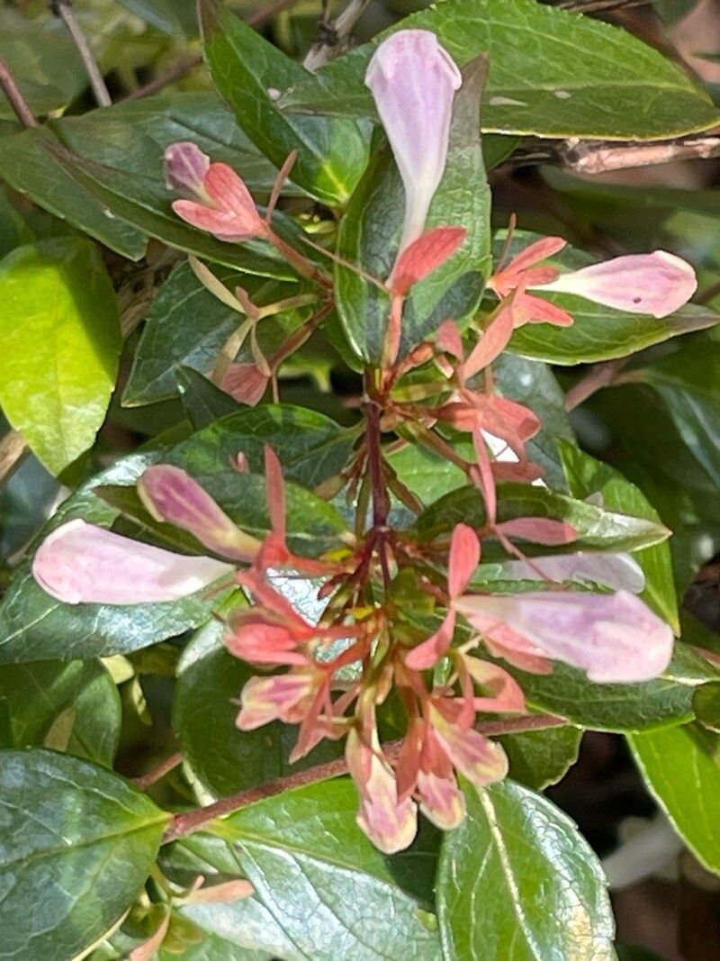 Vesalea grandifolia flower