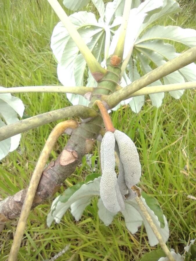 Cecropia pachystachya fruit