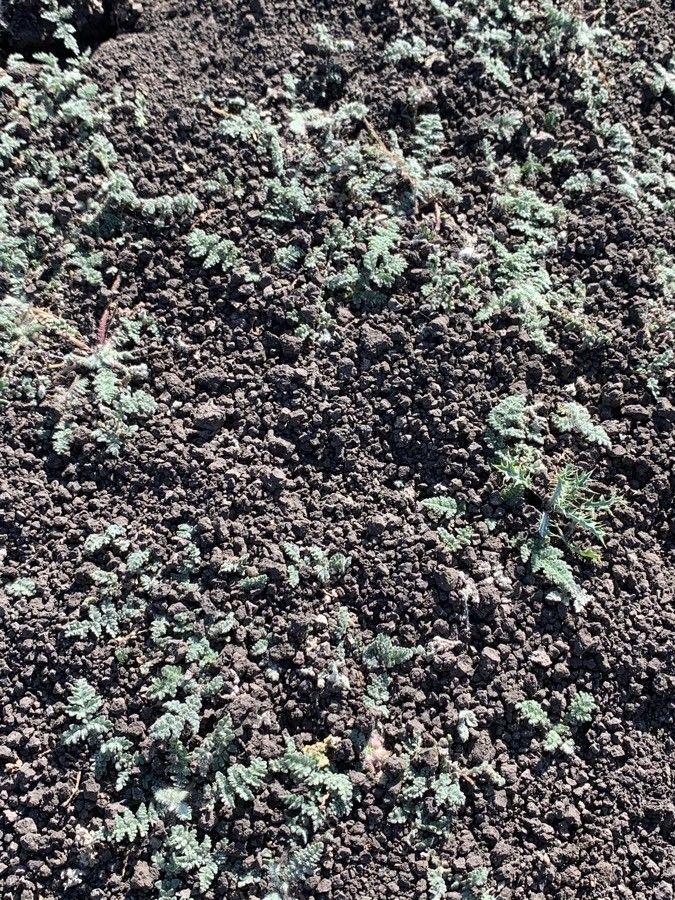 Hemionitis parryi habit