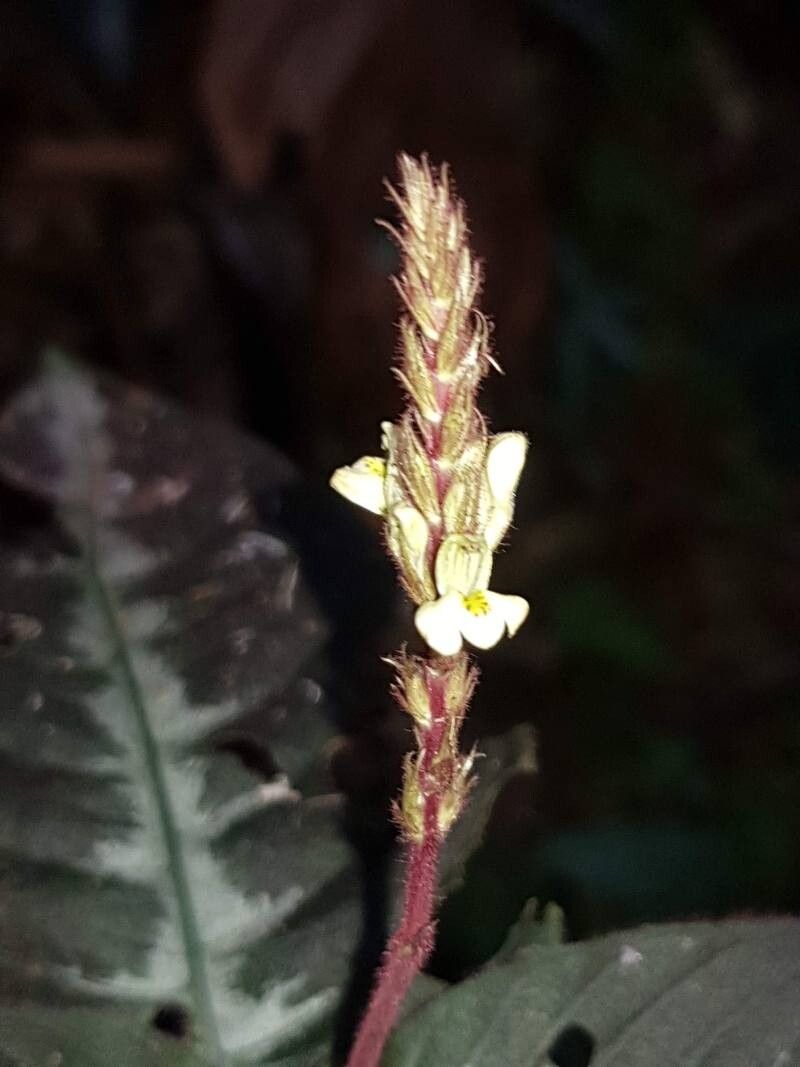 Justicia chamaephyton flower