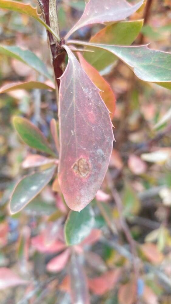 Berberis integerrima — houseplant care guide