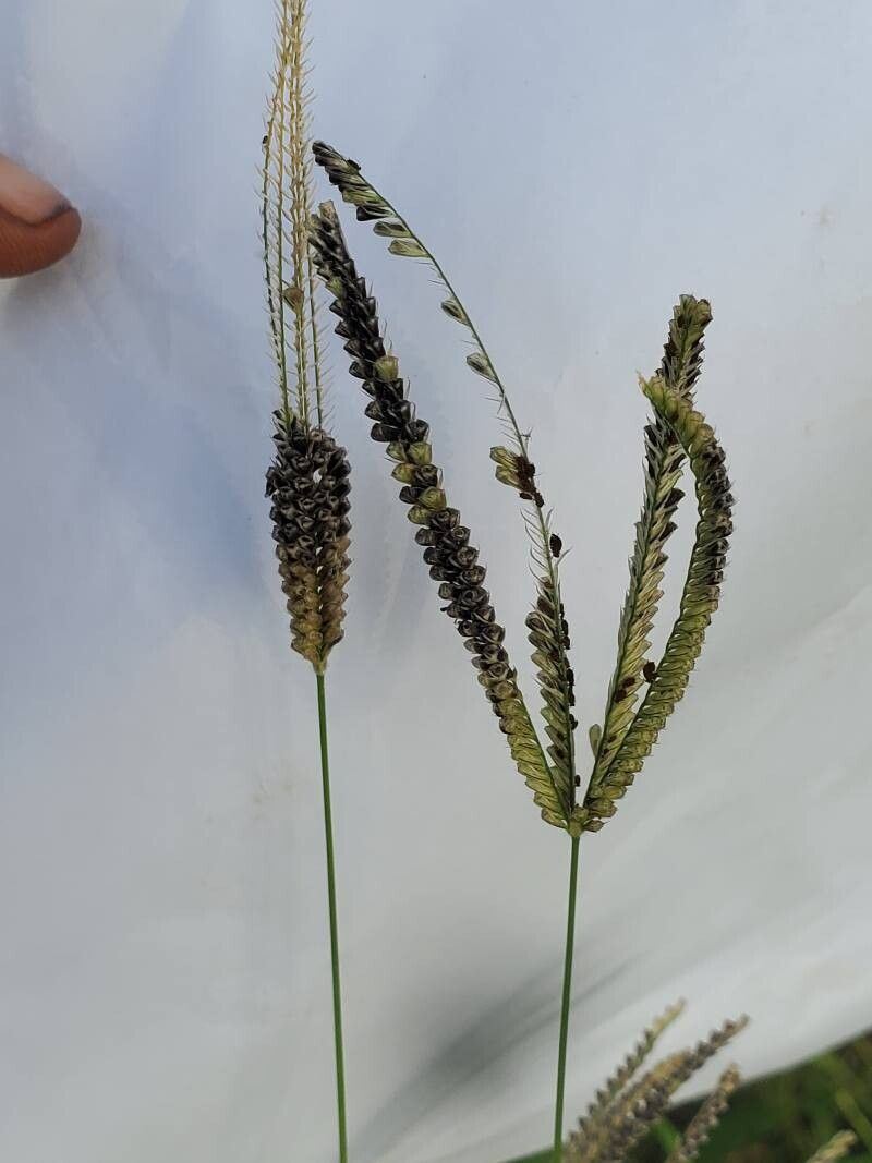 Chloris pilosa flower