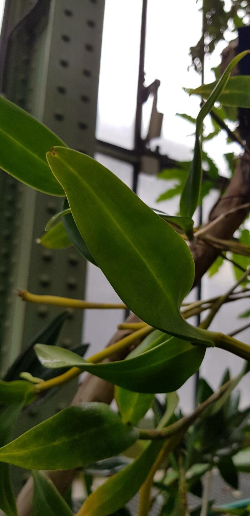 Dendrobium atroviolaceum — search result for 'Papua New Guinea'