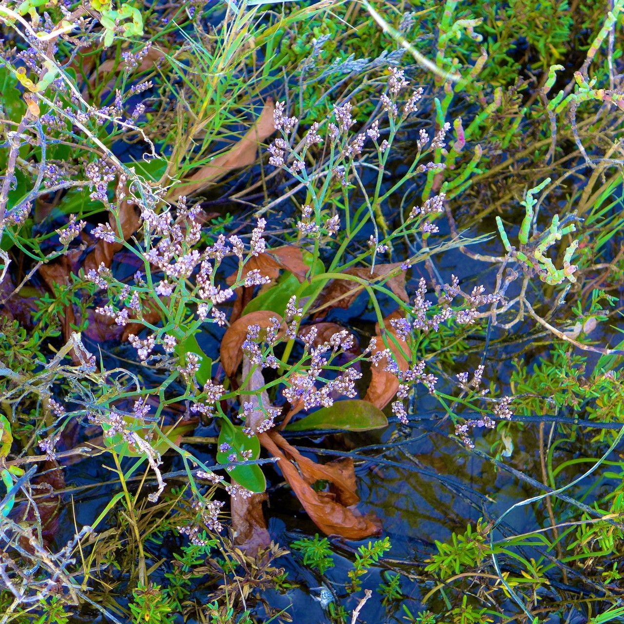 Limonium californicum habit