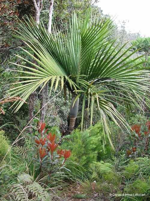 Basselinia humboldtiana habit