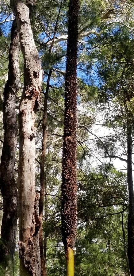 Xanthorrhoea johnsonii flower