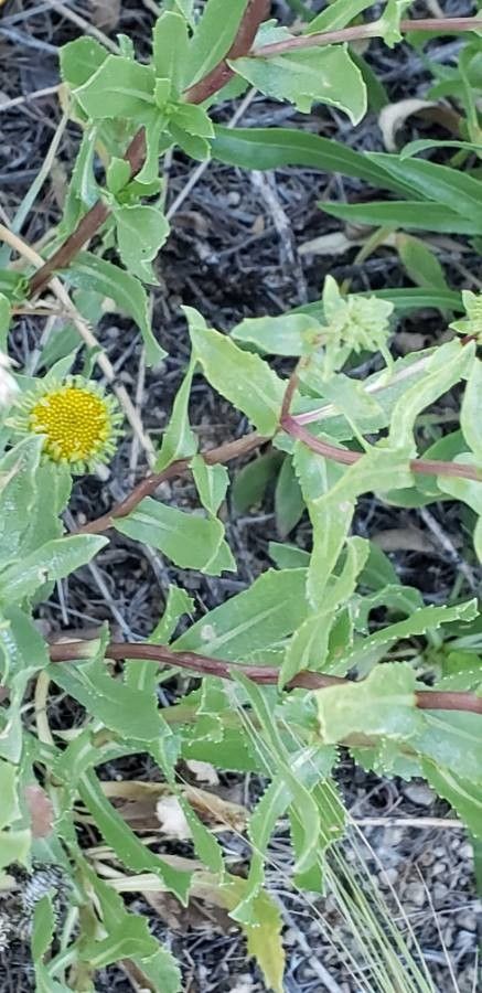 Heterotheca villosa bark