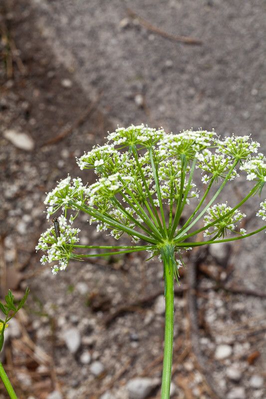 Peucedanum venetum bark