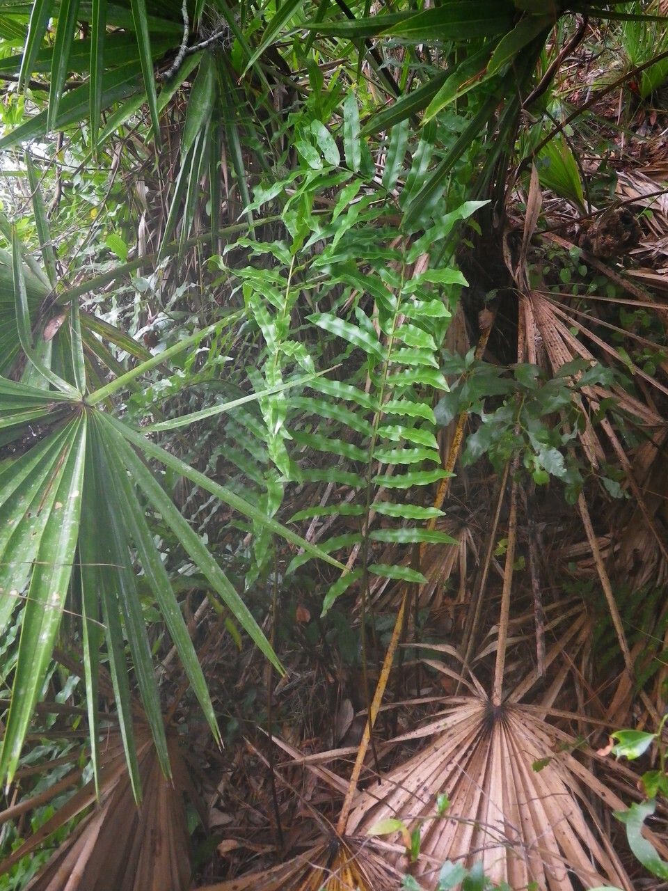 Blechnum serrulatum — houseplant care guide