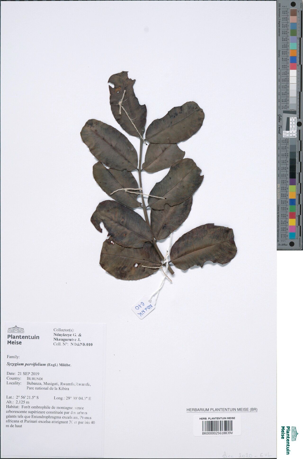 Syzygium parvifolium — houseplant care guide