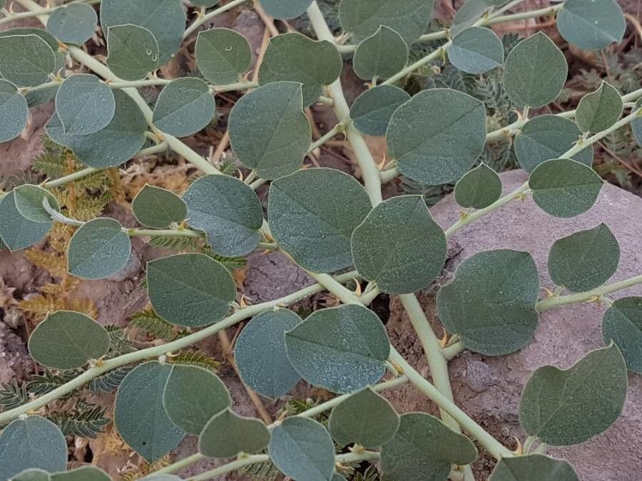 Capparis ovata — search result for 'Capparis'