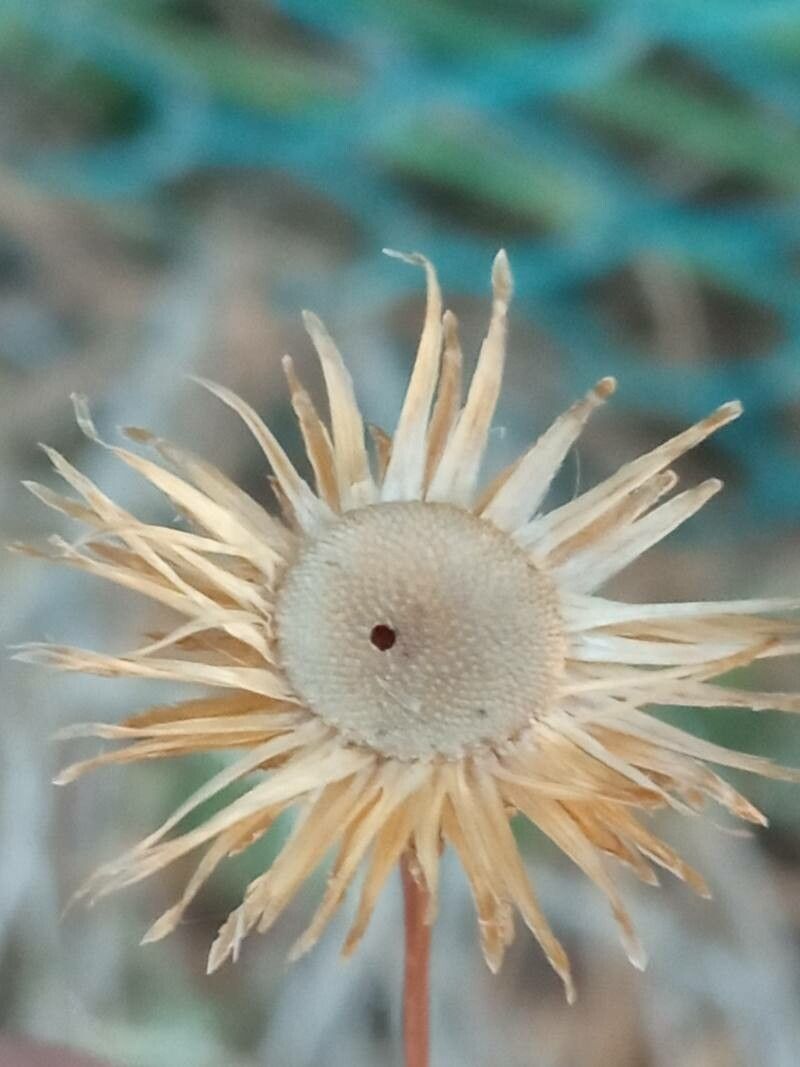 Phagnalon rupestre fruit