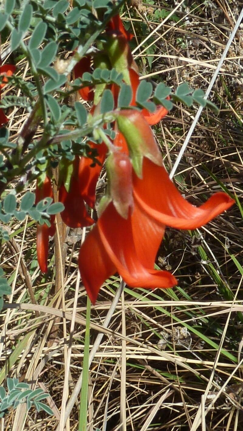 Sutherlandia frutescens flower