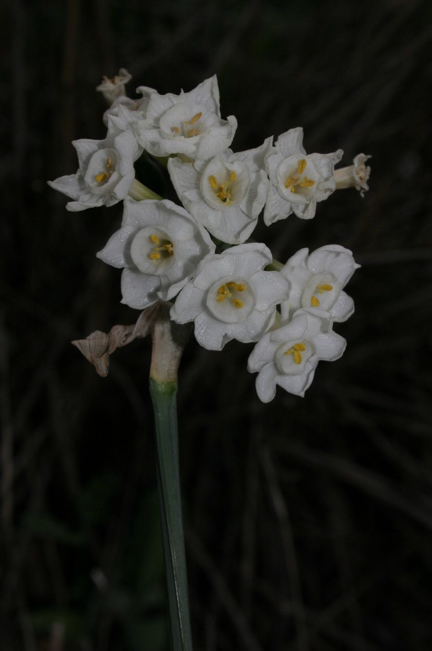 Narcissus pachybolbus flower