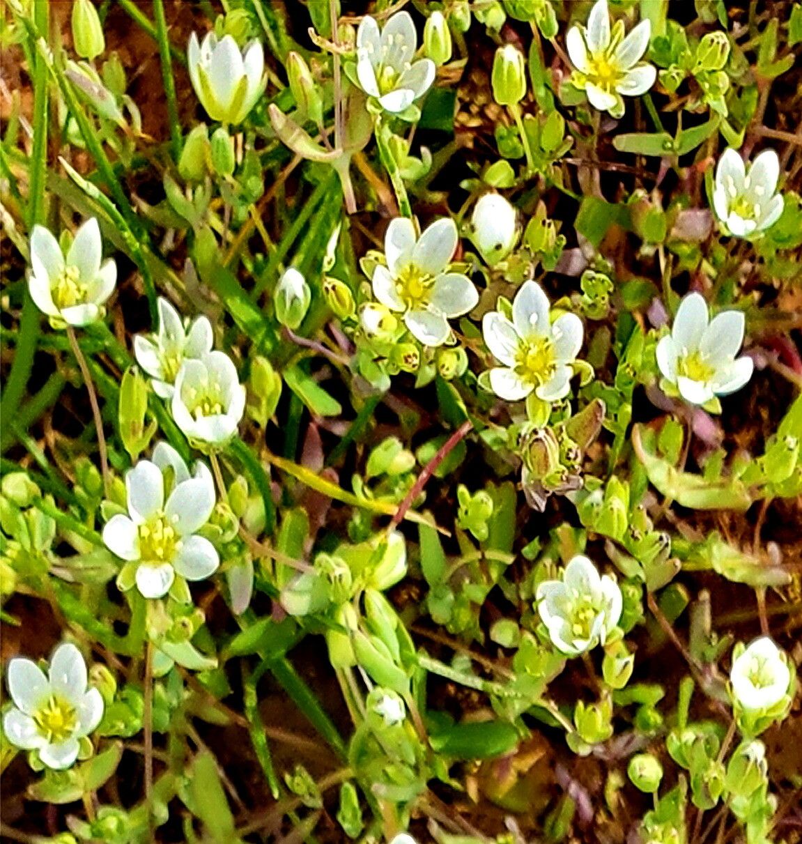 Sabulina californica — related species from the same genus