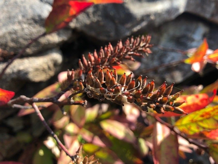 Itea virginica fruit
