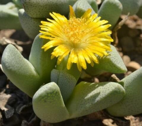 Cheiridopsis caroli-schmidtii — related species from the same genus