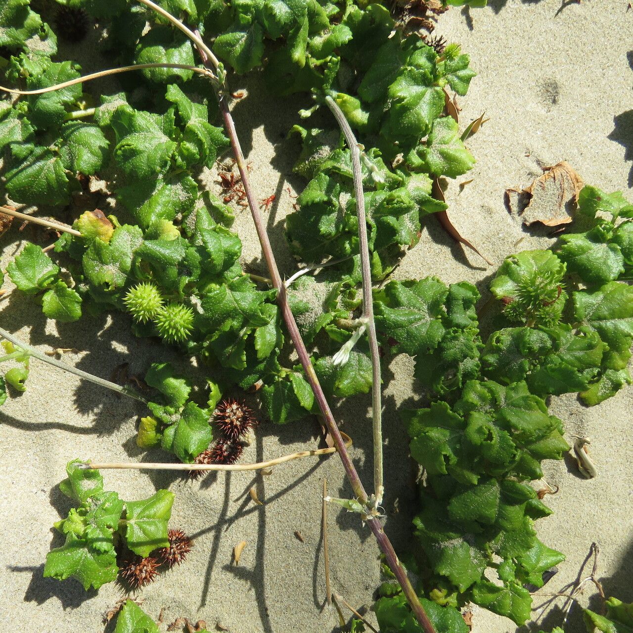 Triumfetta repens habit