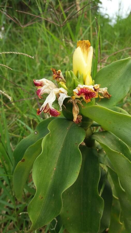 Cheilocostus speciosus flower