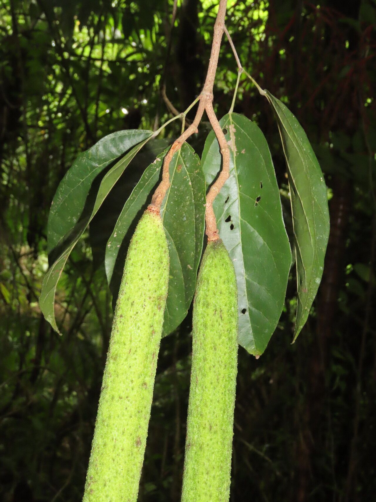 Fridericia schumanniana leaf