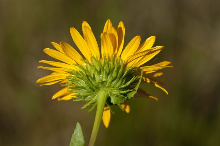 Grindelia grandiflora flower