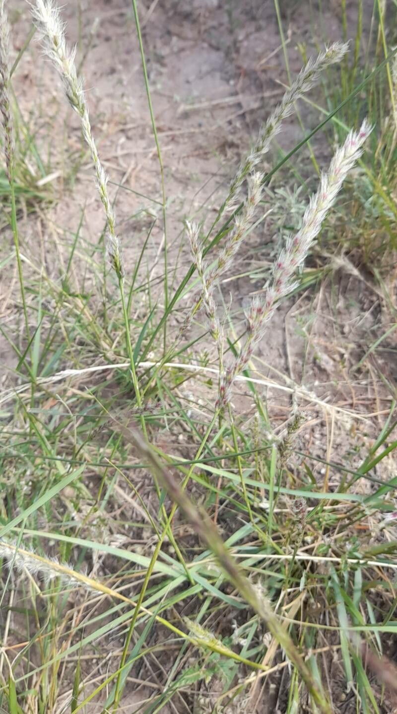 Pappophorum mucronulatum habit