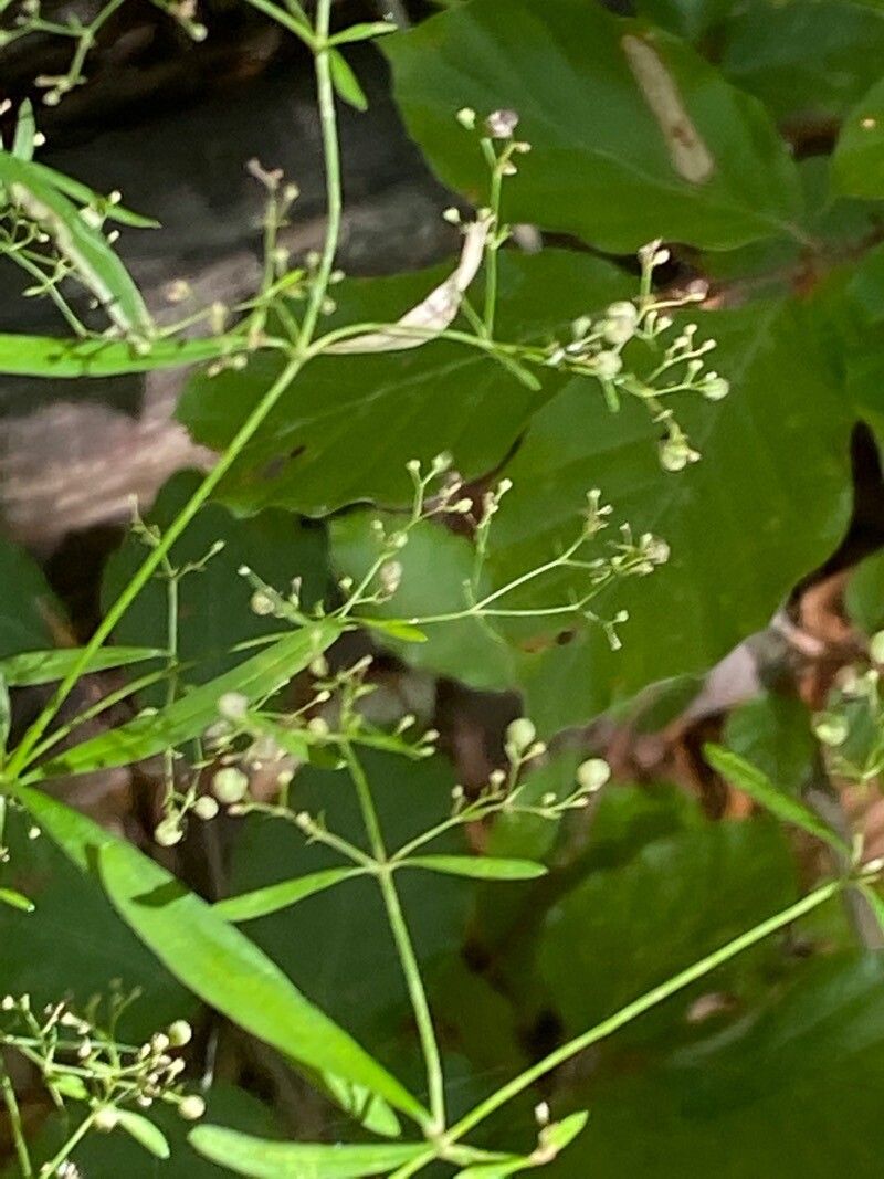 Galium aristatum fruit