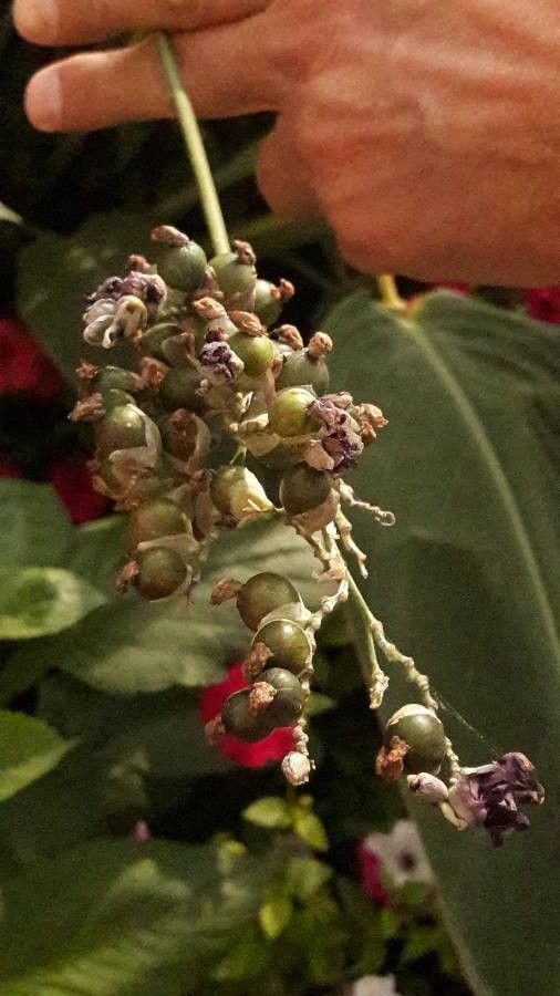 Thalia dealbata fruit