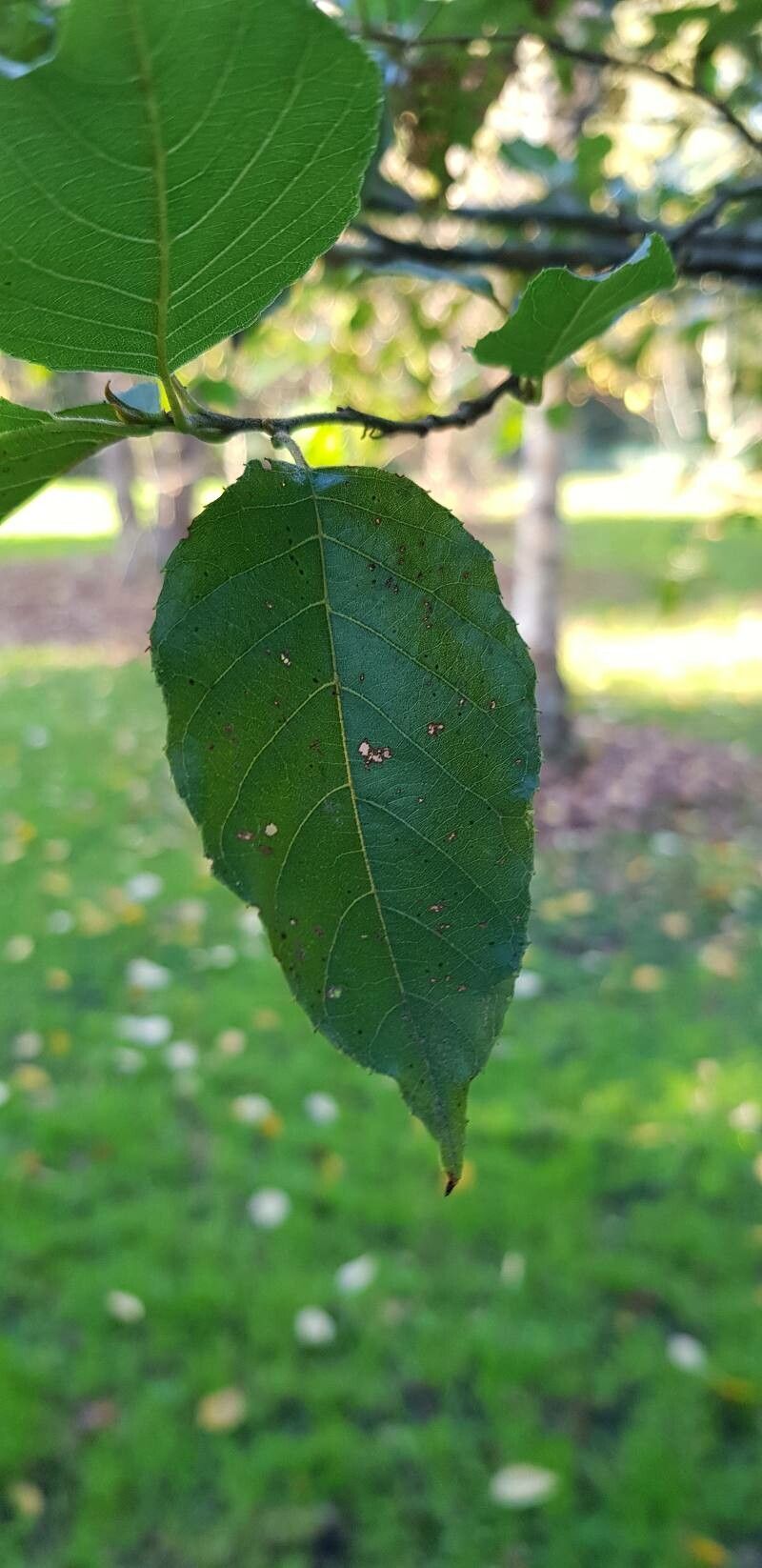 Alnus formosana leaf